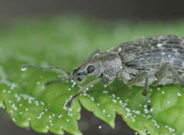 Sivun Polydrusus (Eurodrusus) pilosus Gredler 1866 kuva