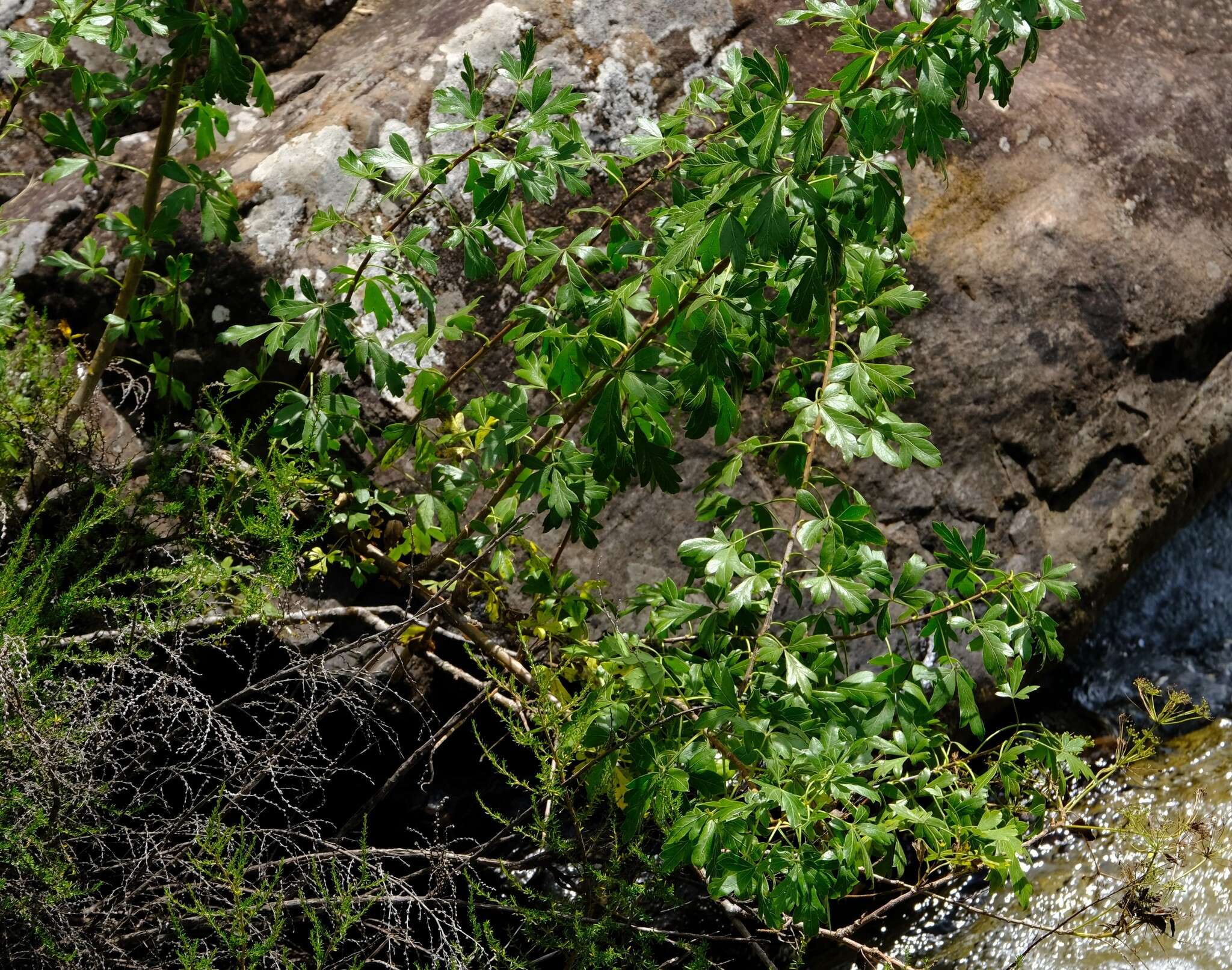 Image of Polemannia montana Schltr. & H. Wolff