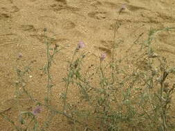 Image of Centaurea odessana Prodan