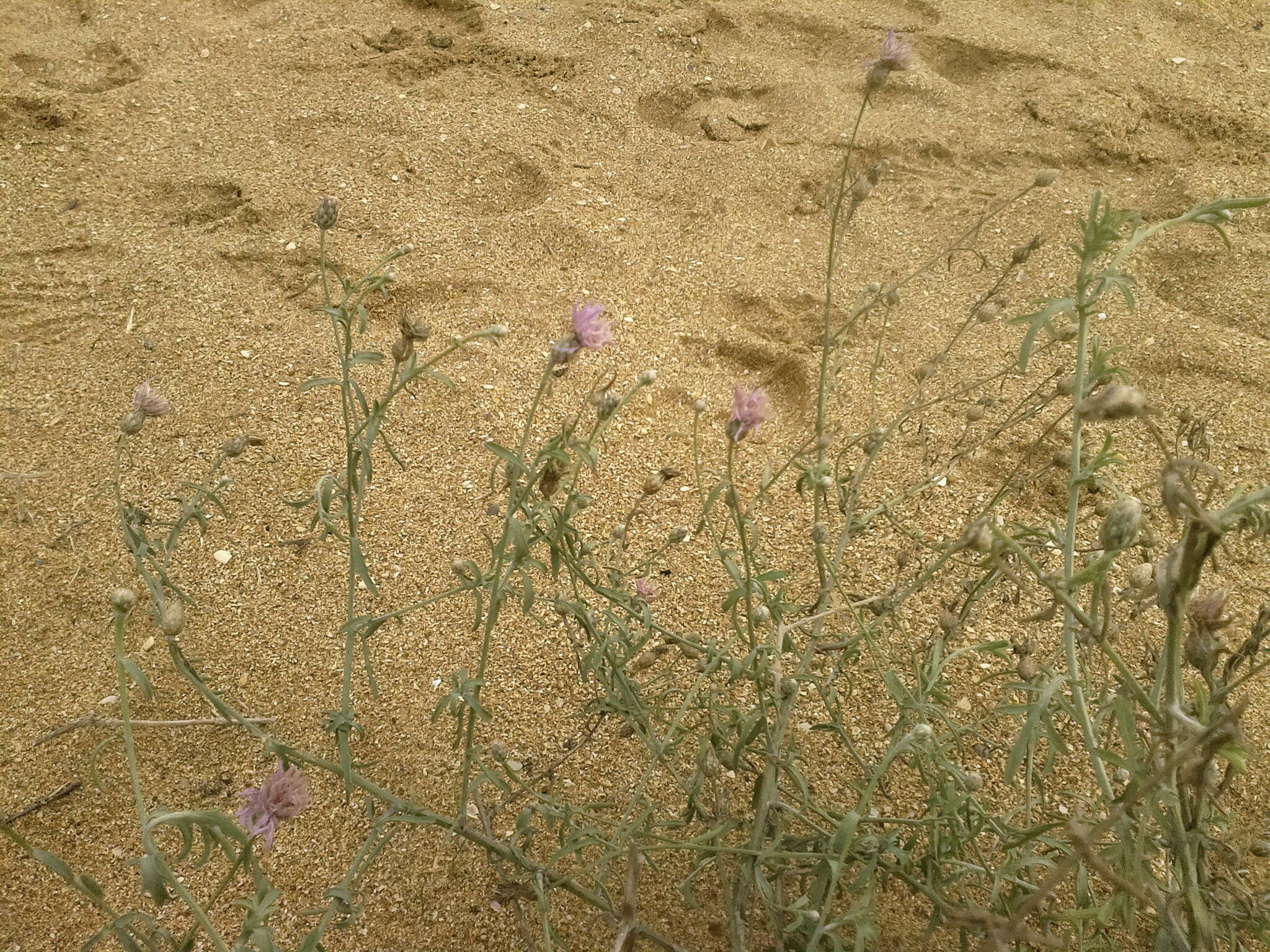 Слика од Centaurea odessana Prodan