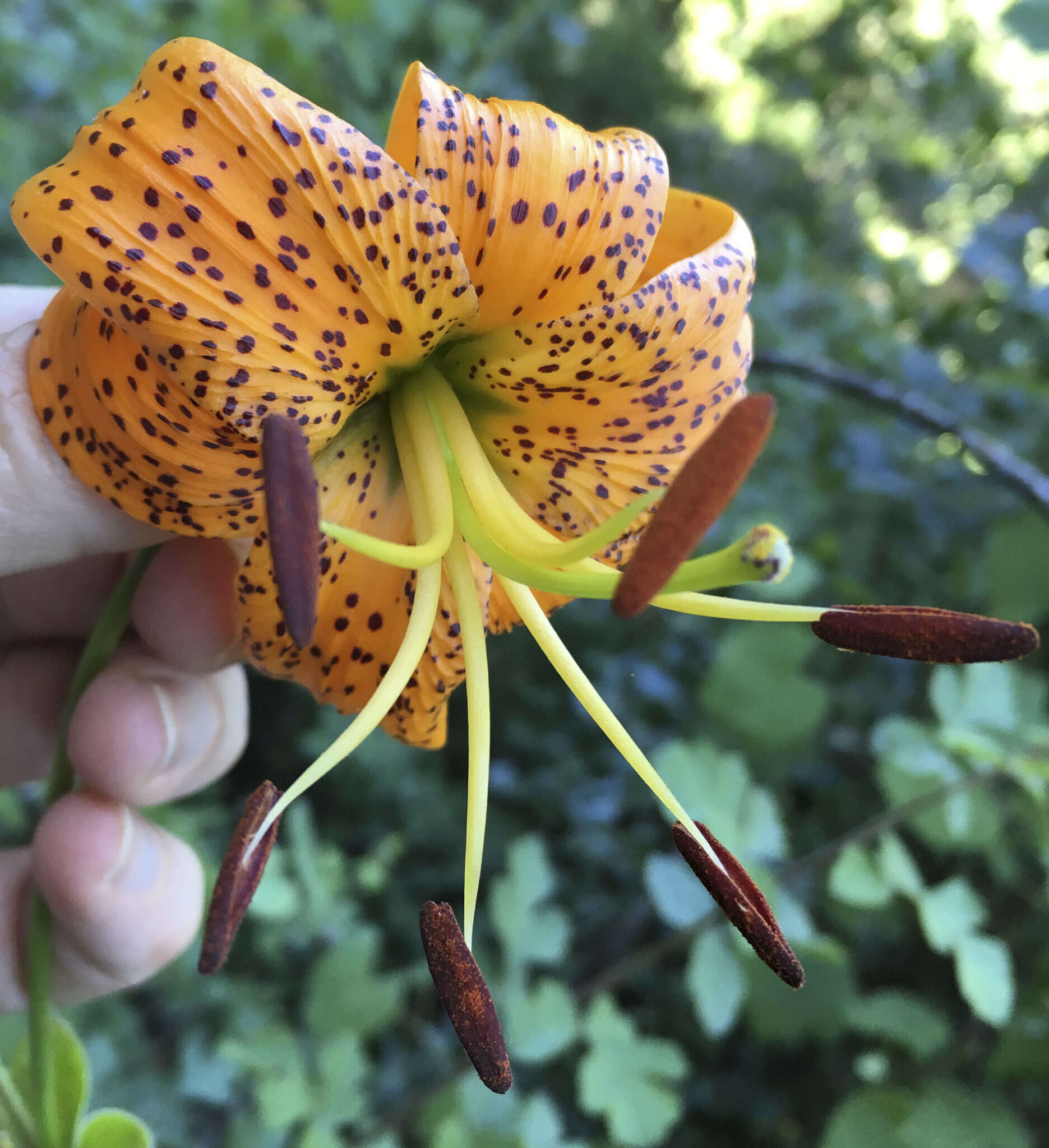 Слика од Lilium humboldtii subsp. humboldtii