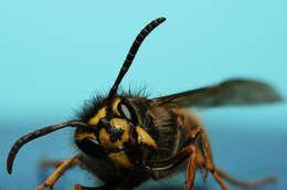 Image of Common wasp