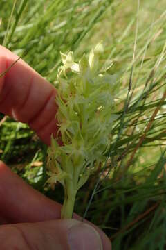 Image de Habenaria dregeana Lindl.