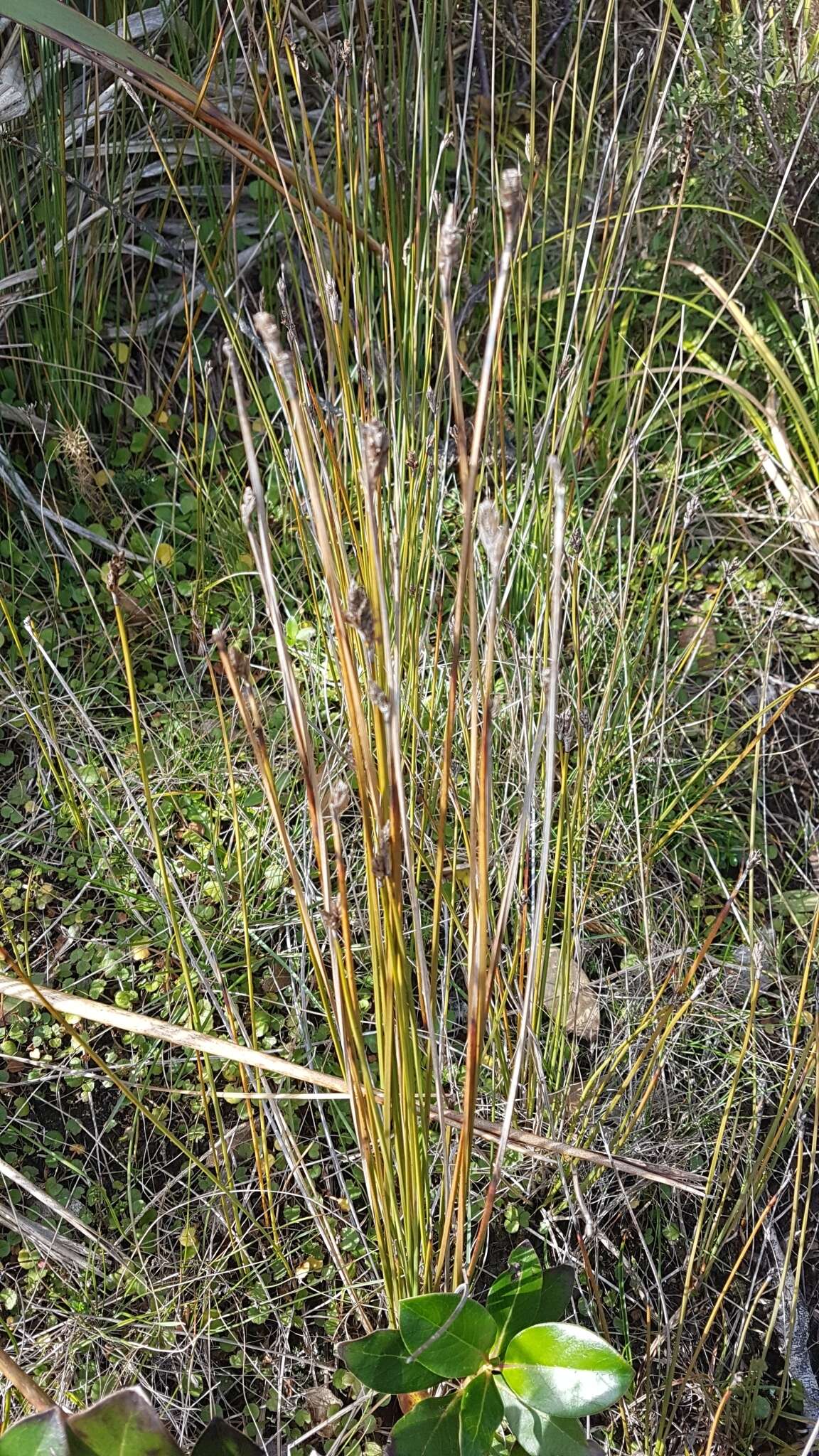 Image of Lepidosperma australe (A. Rich.) Hook. fil.