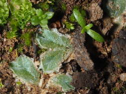 Image of Riccia lamellosa Raddi