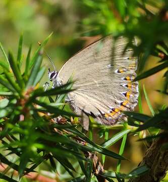 Image of Spanish Purple Hairstreak