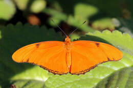 Image of Dryas