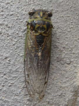 Plancia ëd Neotibicen canicularis (Harris 1841)