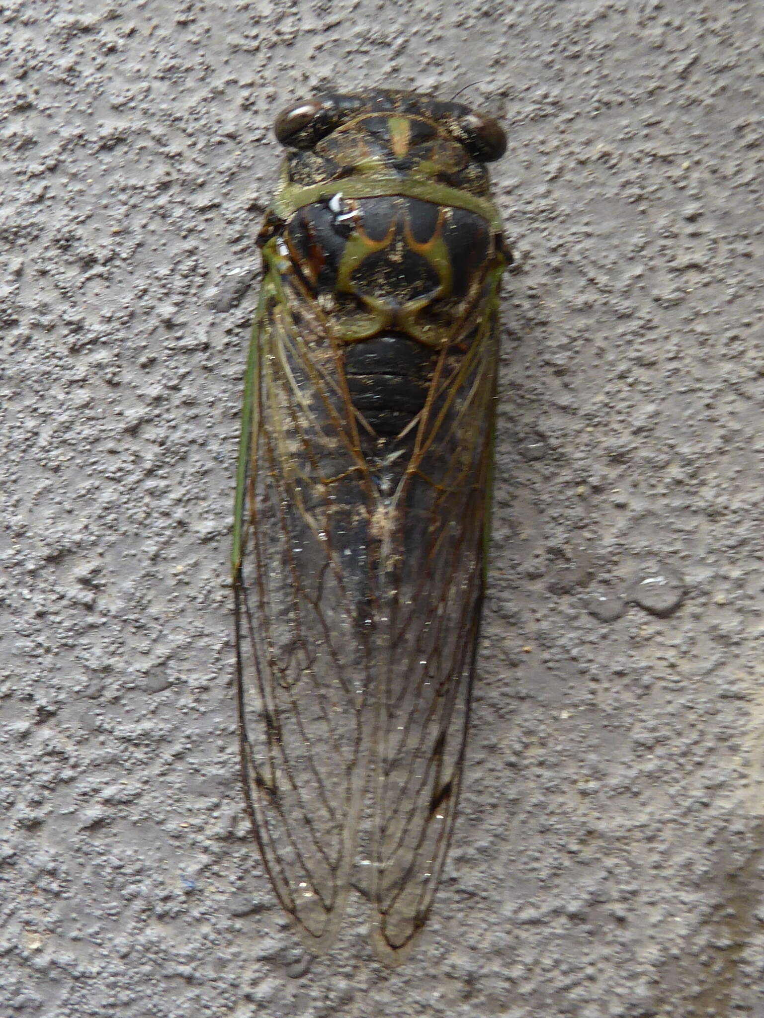 Plancia ëd Neotibicen canicularis (Harris 1841)