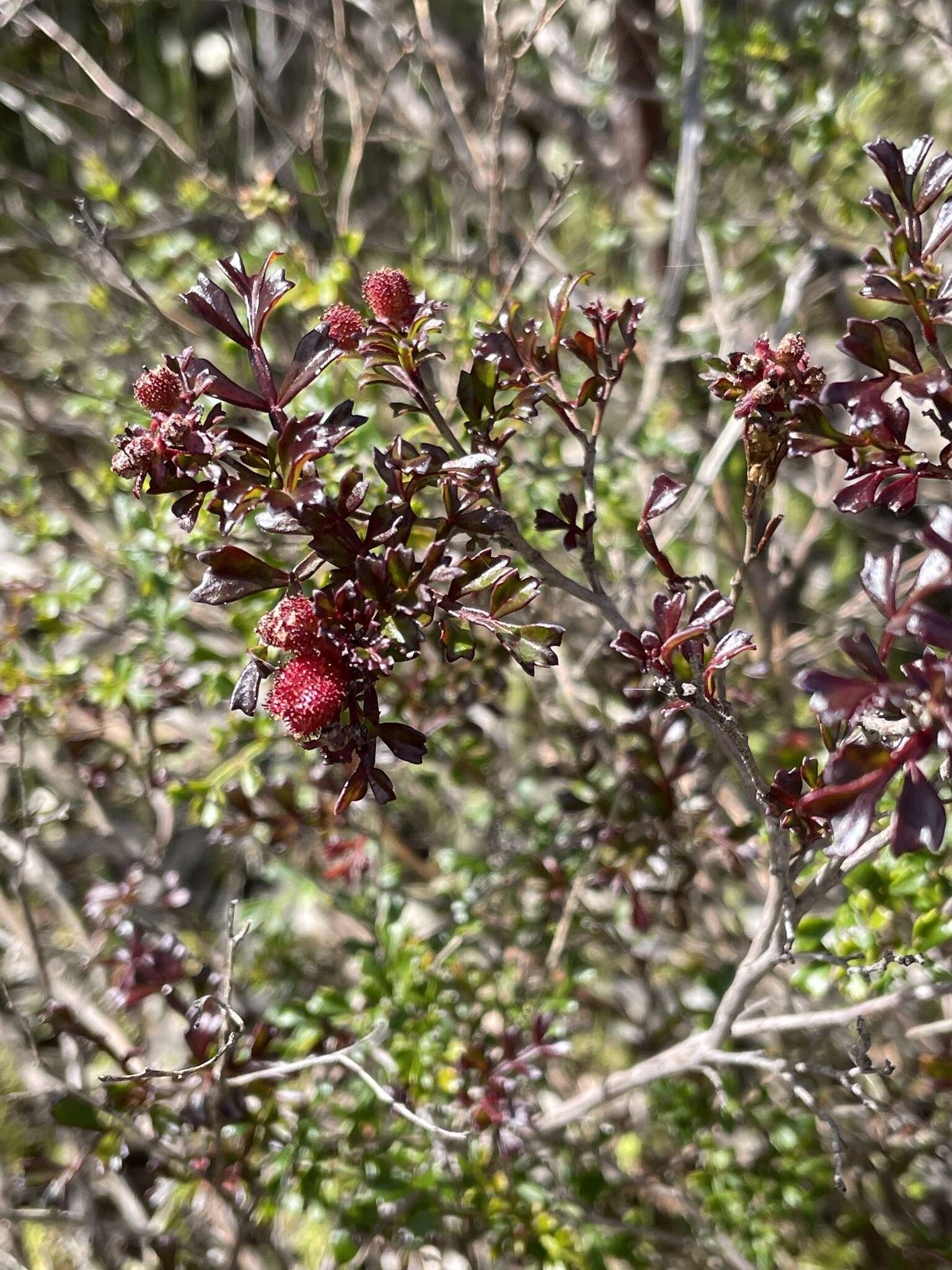 Image de Dodonaea humilis Endl.