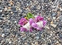 Image of Scutellaria nummulariifolia Hook. fil.