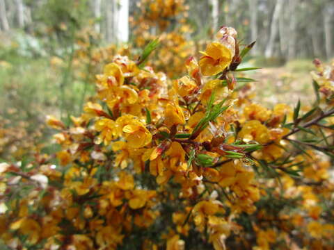 Image de <i>Daviesia <i>ulicifolia</i></i> subsp. ulicifolia