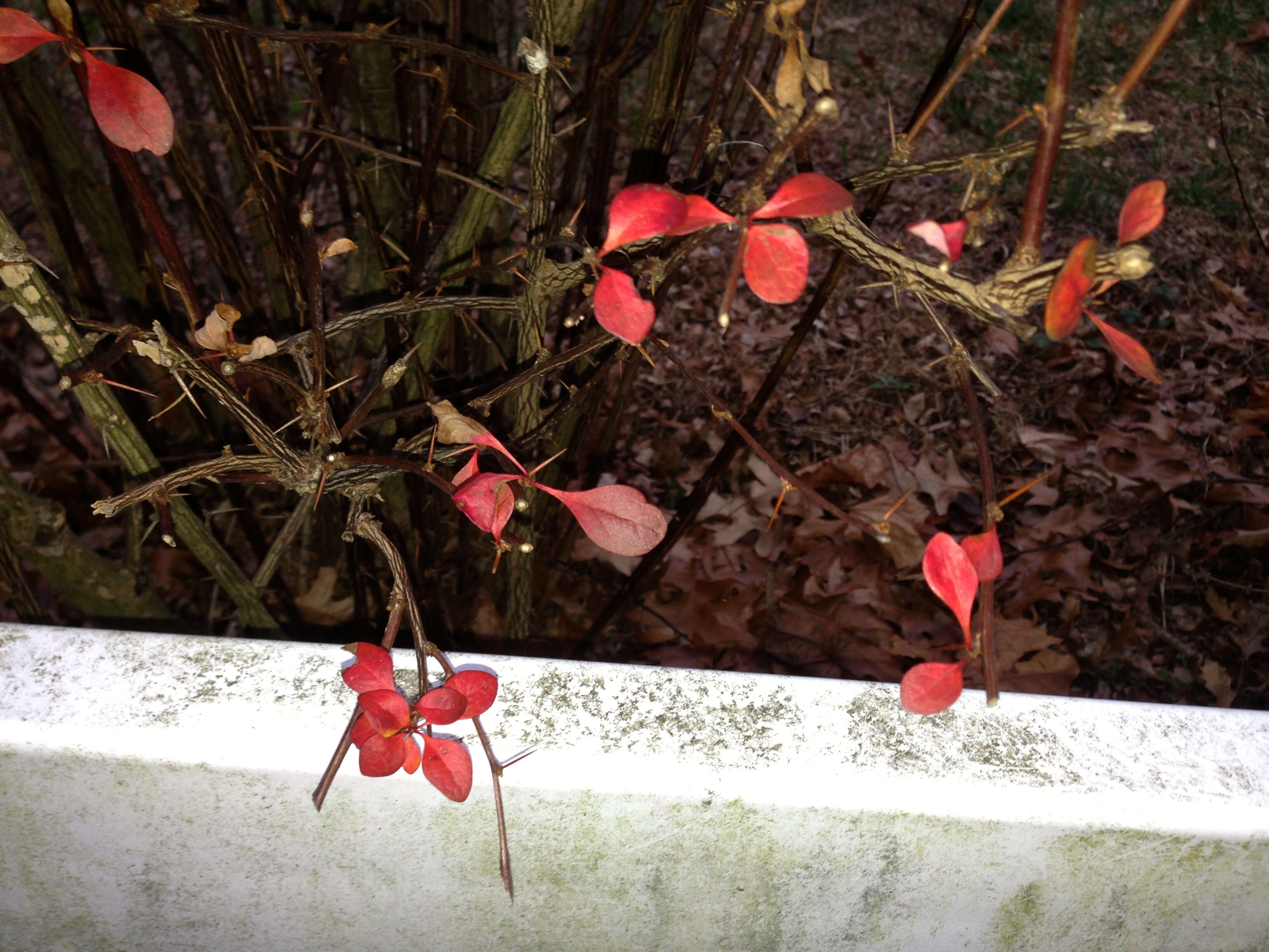 Image of Japanese barberry