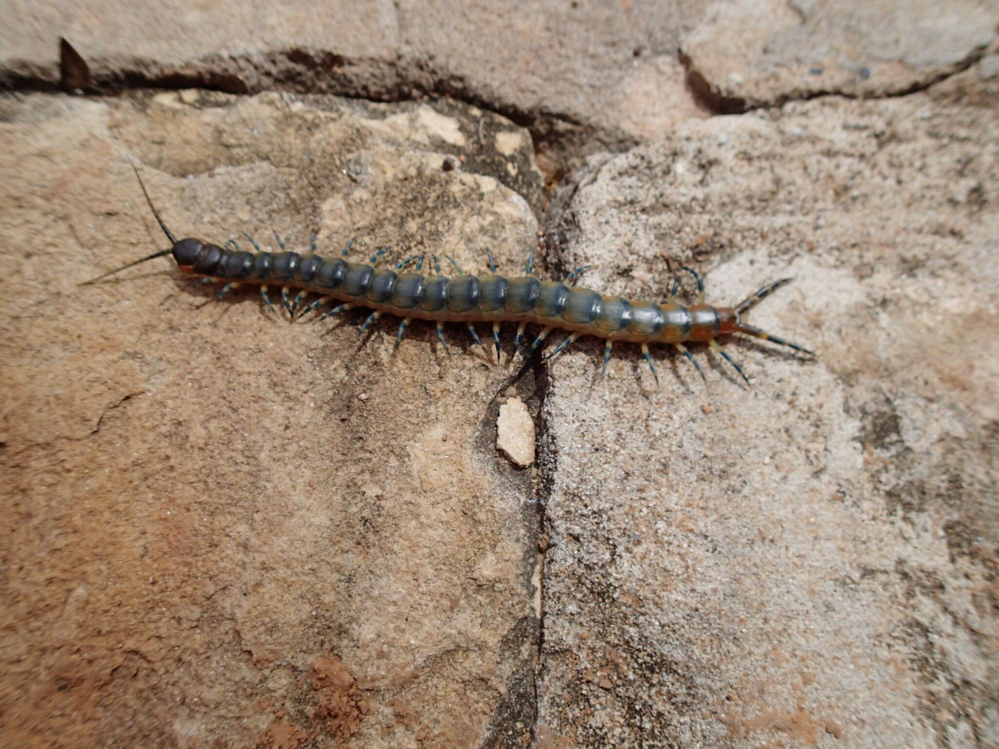 Image of Scolopendra viridicornis Newport 1844