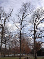 Image of shagbark hickory