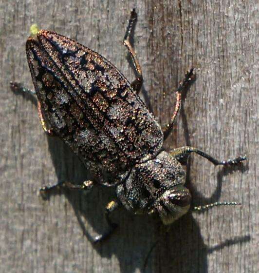 Image of Chrysobothris scabripennis Gory & Laporte 1837