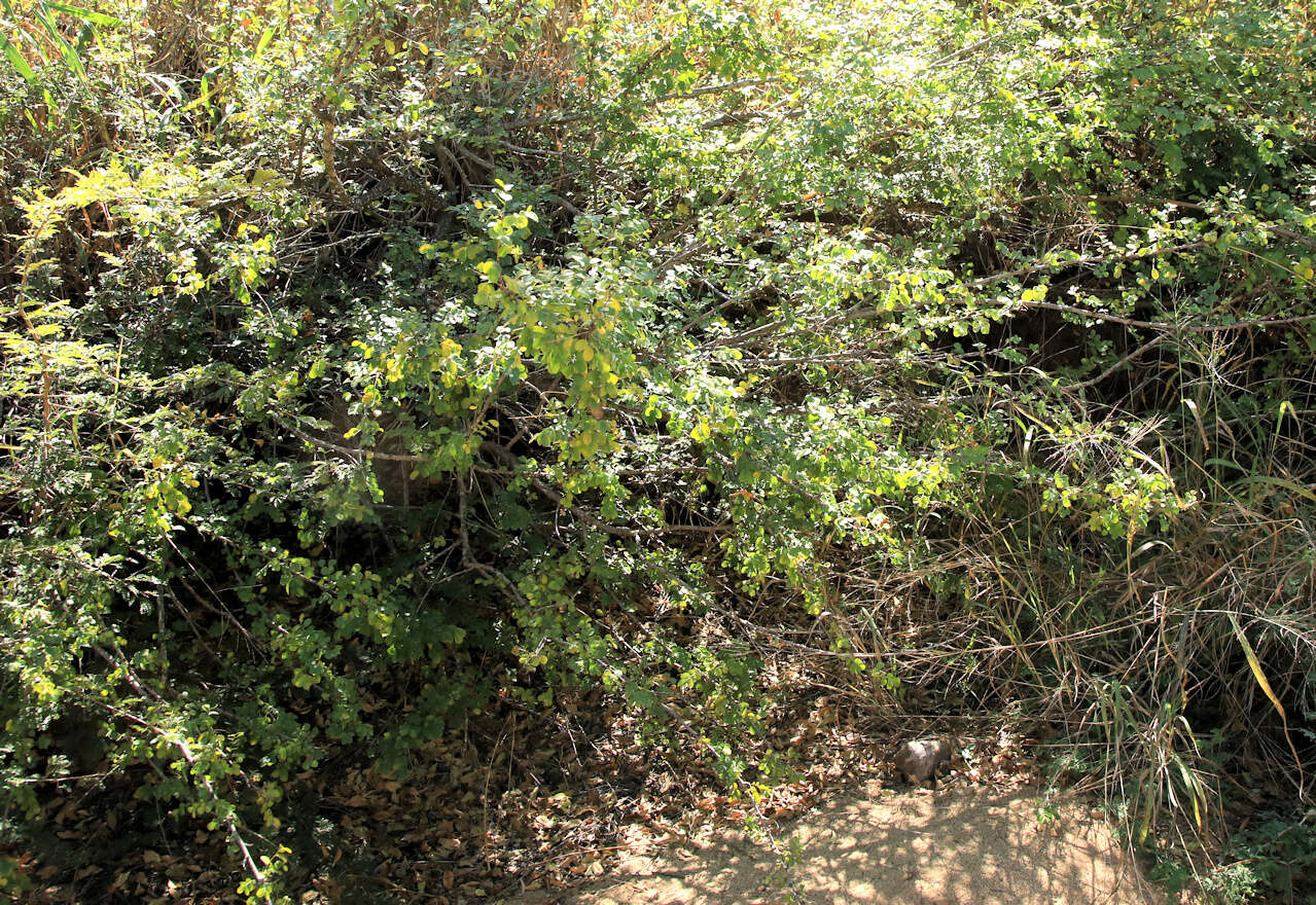 Image of Potato bush