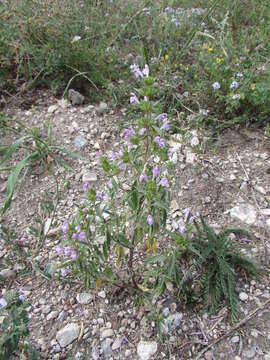 Image of Red hemp nettle