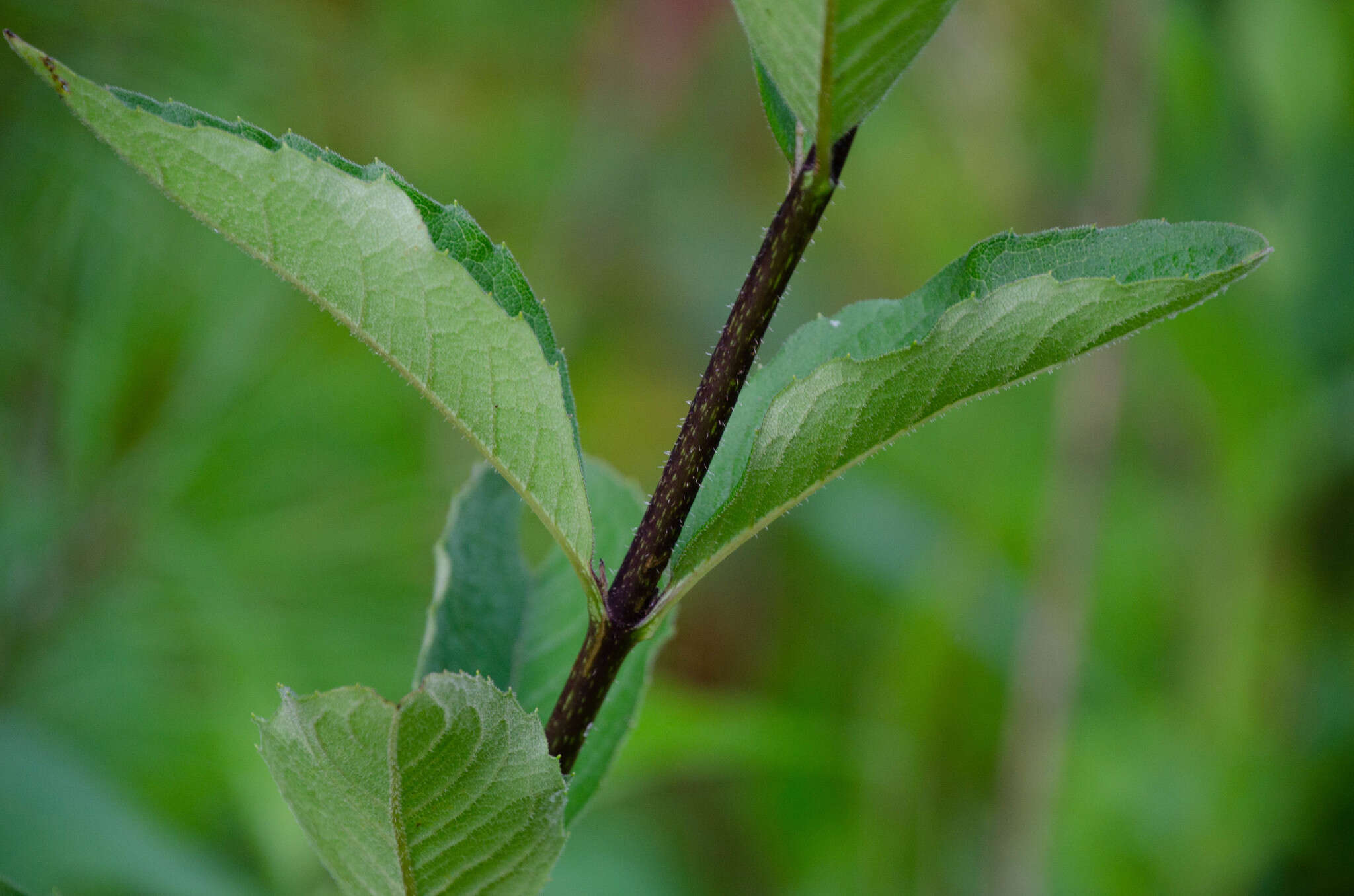 Image of starry rosinweed