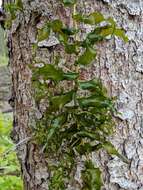 Image of Richardson's pondweed