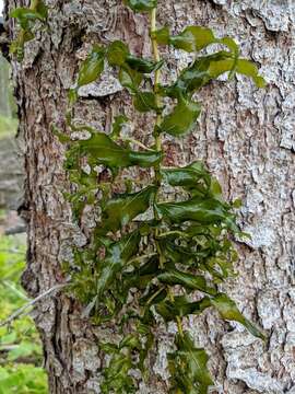 Image of Richardson's pondweed