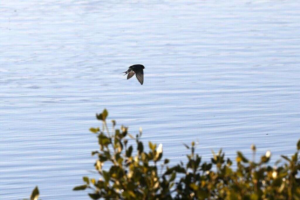 Hirundo neoxena neoxena Gould 1842的圖片