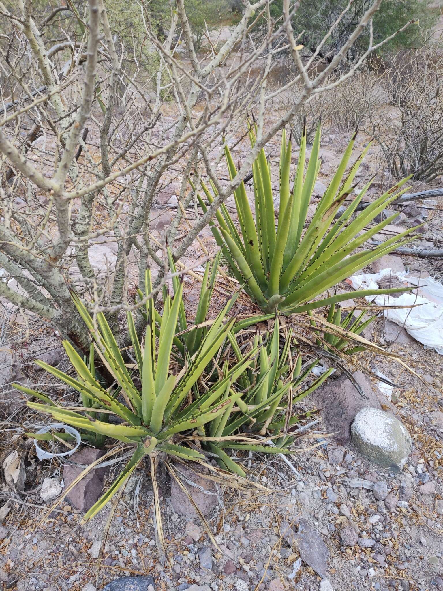 Image of Agave datylio F. A. C. Weber