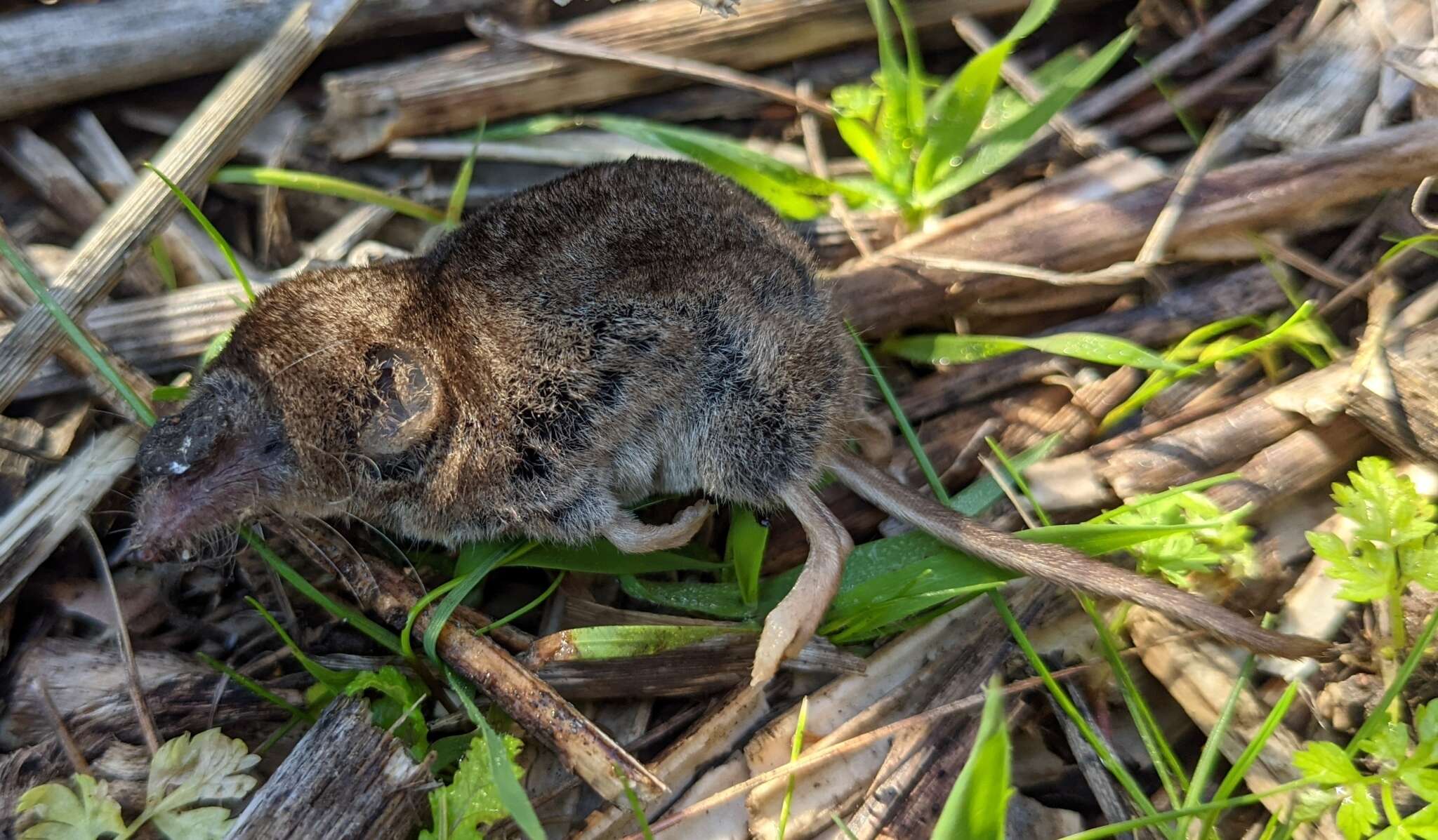 Sivun Kalifornianpäästäinen kuva