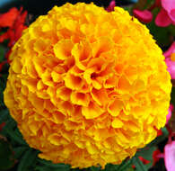 Tagetes erecta resmi