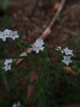 Image of Euploca strigosa (Willd.) Diane & Hilger