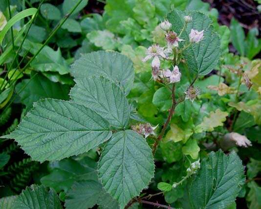 Image of Rubus nemoralis P. J. Müll.