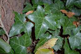 Image of English ivy