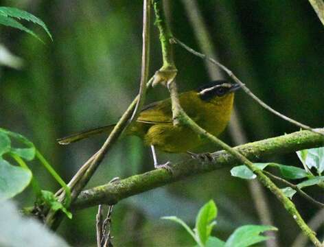 Image of Black-capped Hemispingus