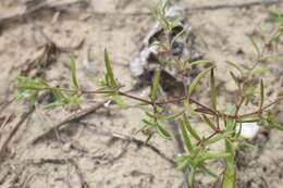 Image of nodding bluet