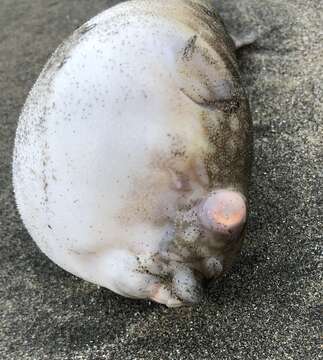 Image of Hong Kong Pufferfish