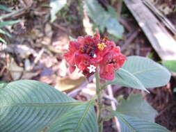 Image of Palicourea ruelliifolia