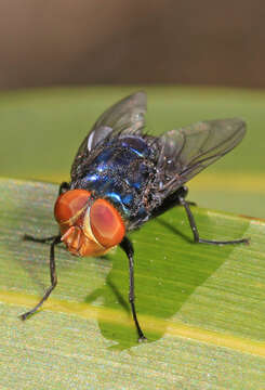 Image of Cochliomyia hominivorax Coquerel 1858