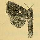 Image of Metarbela triguttata Aurivillius 1905