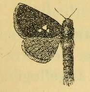 Image of Metarbela triguttata Aurivillius 1905