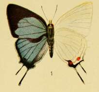 Image of Iolaus schultzei (Aurivillius 1905)