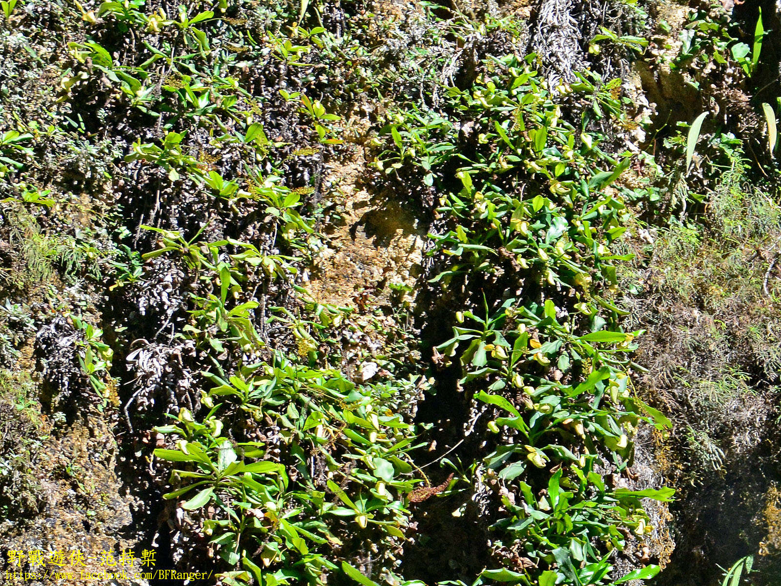 Image of Bell-Shaped Pitcher-Plant