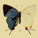 Image of Iolaus scintillans Aurivillius 1905