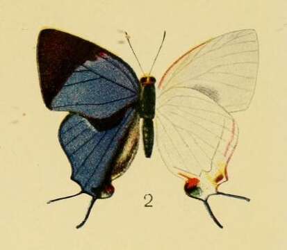 Image of Iolaus scintillans Aurivillius 1905