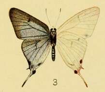 Image of Iolaus alienus Trimen 1898