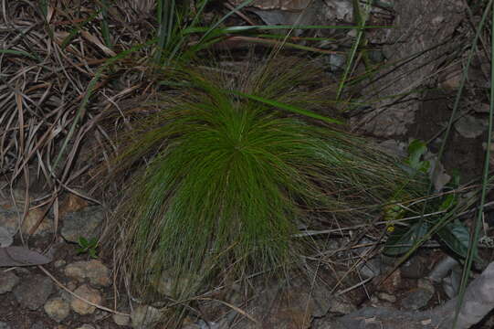 Image of Bulbostylis paradoxa (Spreng.) Lindm.