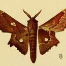 Image of Mimopacha tripunctata Aurivillius 1905