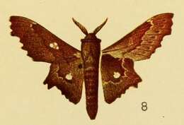 Image of Mimopacha tripunctata Aurivillius 1905
