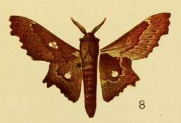 Plancia ëd Mimopacha tripunctata Aurivillius 1905