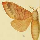 Plancia ëd Gastroplakaeis schultzei Aurivillius 1905