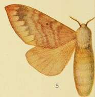 Image of Gastroplakaeis schultzei Aurivillius 1905